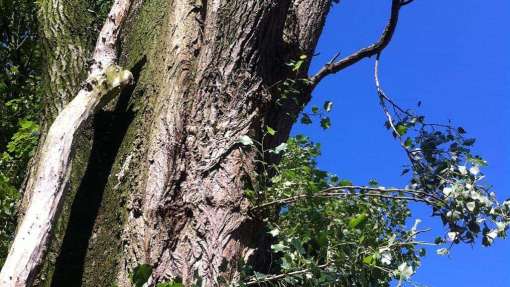 Bomen rooien in Alphen-Chaam